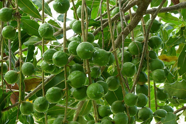 Macadamia Cultivation Programme