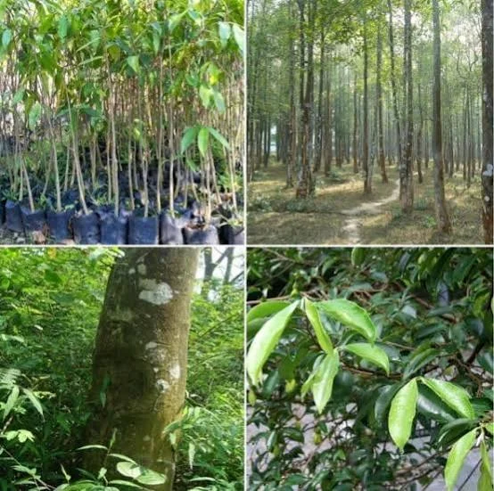 Agarwood Cultivation Prgram