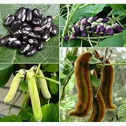 Vevet Cultivation Programme